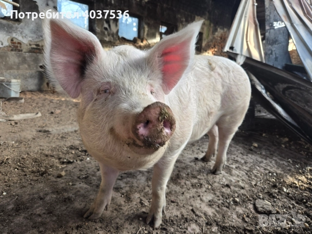 Домашно прасе за клане, снимка 7 - Прасета - 52843787