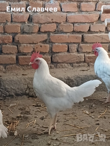 Продавам петлета бял Легхорн, снимка 5 - Кокошки и пуйки - 51583637