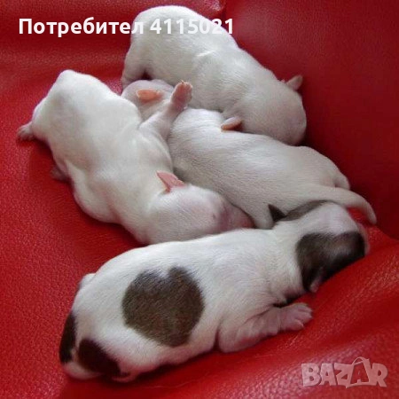 Мини чихуахуа, снимка 8 - Чихуахуа - 45990587