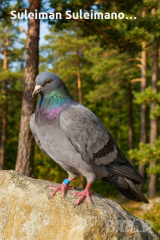 Свободна женска 30 лв, снимка 2 - Гълъби - 52540802