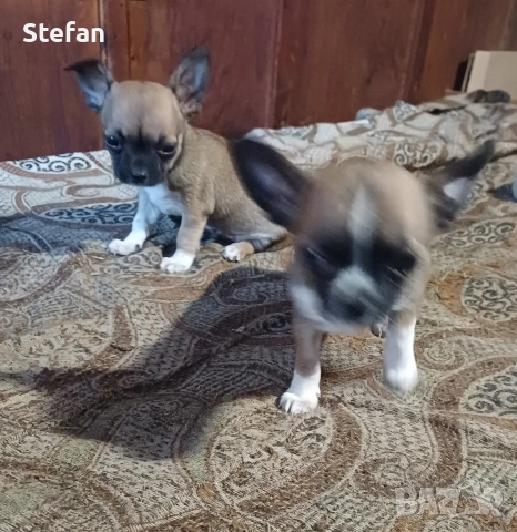 Чистокръвни Мини чихуахуа , снимка 4 - Чихуахуа - 54177957