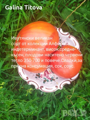 Продавам семена домати 55 сорта, снимка 5 - Сортови семена и луковици - 53097136