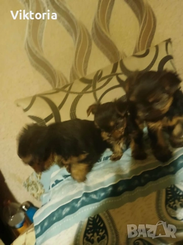 Йоркширски териери, снимка 4 - Йоркширски териер - 52221495