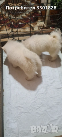 Мини шпиц, снимка 3 - Шпиц - 53787786