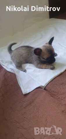 Чихуа  , снимка 3 - Чихуахуа - 54241907