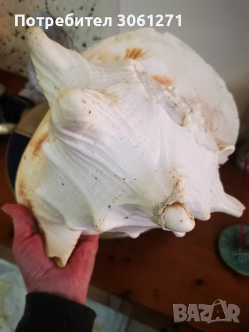 голям Рапан от Индийския океан Размери 27см