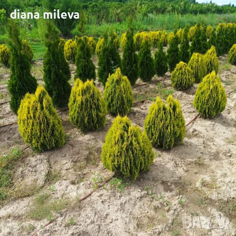 Източната туя Ауреа Нана, Thuja orientalis ‘Aurea Nana’, снимка 5 - Градински цветя и растения - 46569102