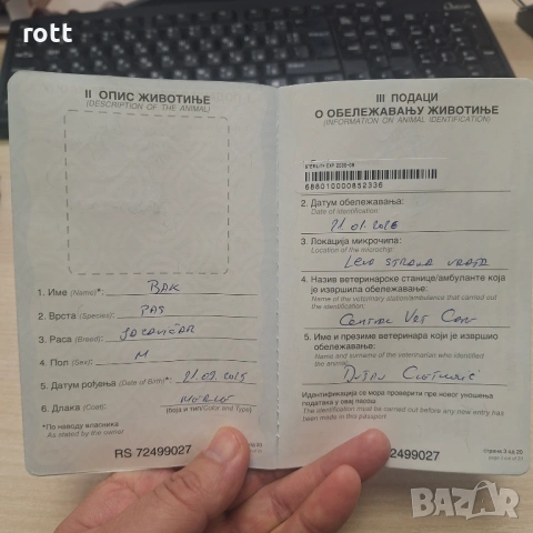 Дакел, снимка 4 - Дакели - 53457016