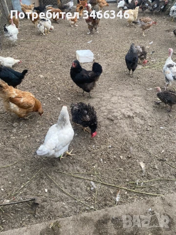 Продавам  ярки, снимка 1