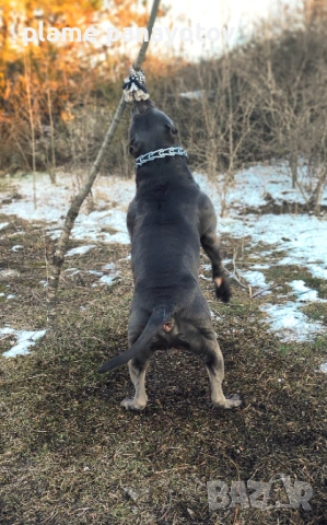 Американско були ХЛ мъжко  за разплод , снимка 5 - Питбул - 53702254