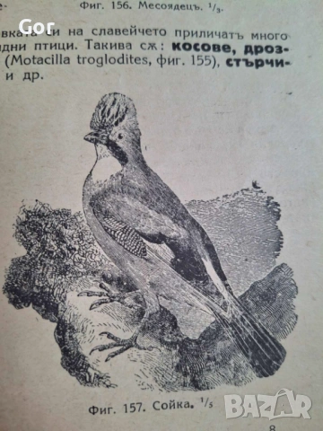 100-годишна антикварна ценност: „Зоология“ (1926) – Изд. Хр. Г. Данов, снимка 14 - Нумизматика и бонистика - 53723683