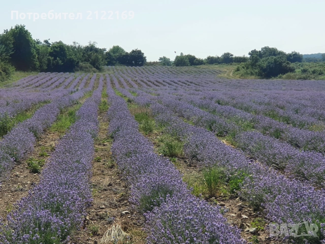Земеделска земя, снимка 9 - Земеделска земя - 53100885