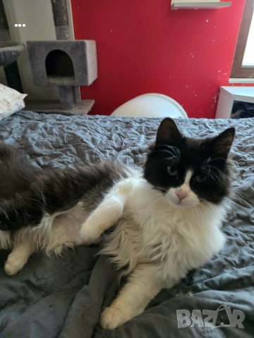 Продавам ангорско коте, снимка 4 - Ангорски - 53656783