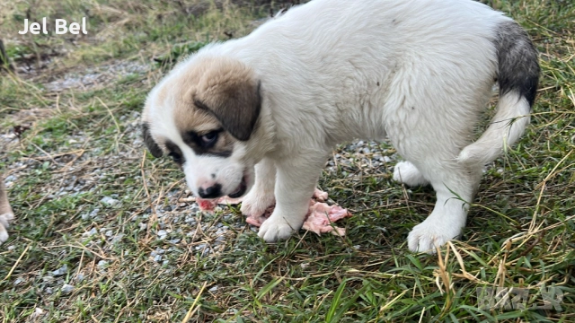 Кученце Кръстоска Алабай Х Белгийска Овчарка с Доставка, снимка 7 - Алабай - 49938706