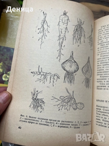 Билките в България и използването им Като изключим меката подвързия е в много добро състояние , снимка 7 - Енциклопедии, справочници - 53193078