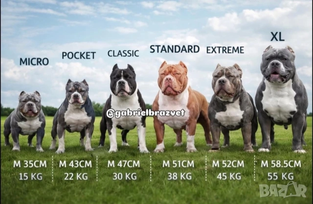 Американско Були ,,Покет)’, снимка 14 - Други - 52643138