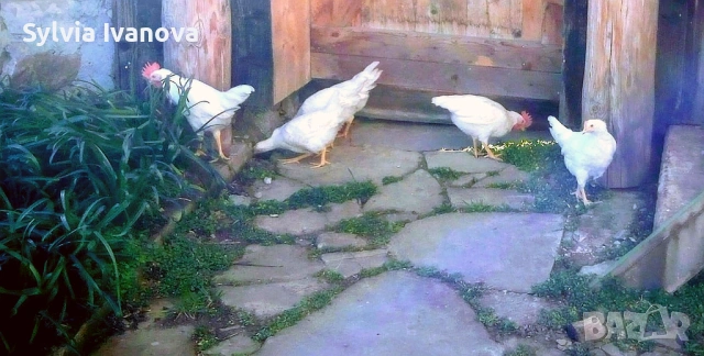 Млади петлета бял лекгхорн / породист петел бял легхорн