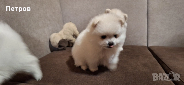 Померан - Момчета и момиче, снимка 4 - Померан - 53050619