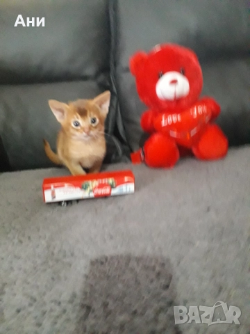 Уникално  Абисинско Котенце, снимка 3 - Други - 52679340