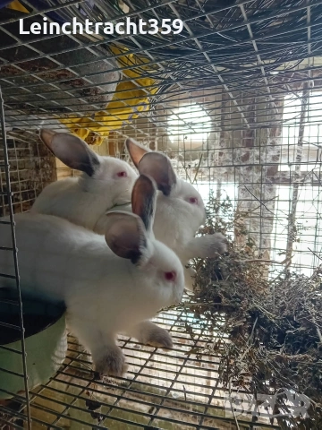 Калифорнийски и новозеландски зайци цика, снимка 2 - Други - 53652104