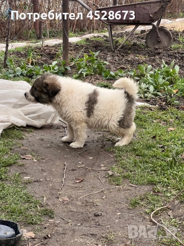 Продавам малки кученца, снимка 4 - Каракачанска овчарка - 53146650