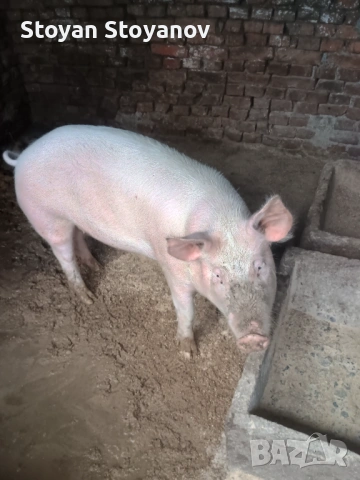 Продавам  женско прасе, снимка 3 - Прасета - 53574963