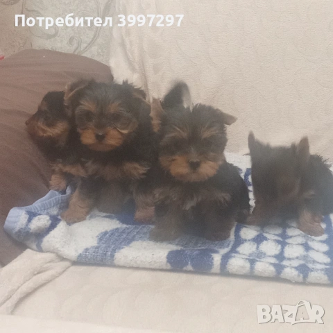 Вече с първа ваксина четири мъжки и едно женско, снимка 5 - Йоркширски териер - 54141953