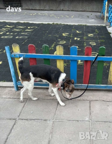 Добродушен Mладеж Tърси Дом, снимка 3 - Други - 53994566