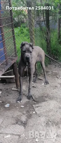 Син дог , снимка 1