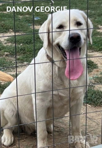 Чистокръвни Лабрадор ретривър мс.ваксини,чип+паспорт, снимка 4 - Акита - 53227299