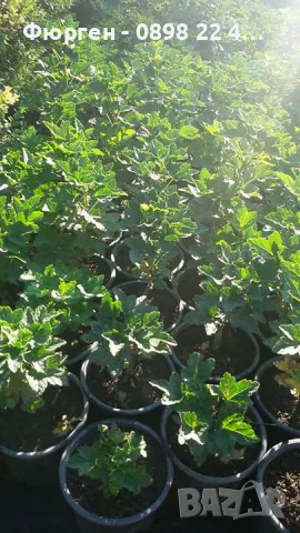 Касис- Френско грозде, снимка 11 - Градински цветя и растения - 27293149