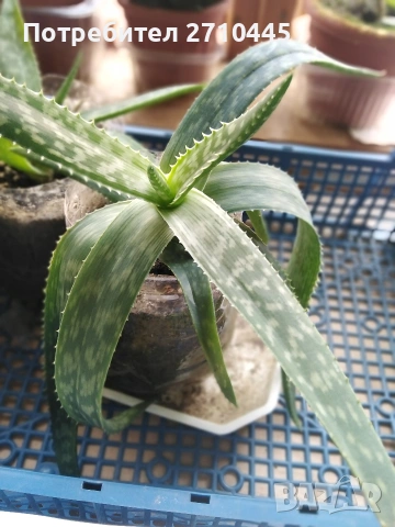 Лечебно Алое Вера и Дървовидно алое, снимка 8 - Стайни растения - 34336379