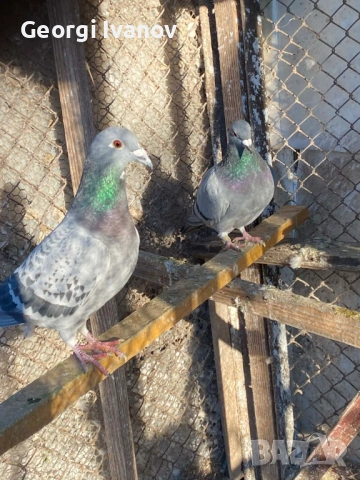 спортни пощи женски, снимка 7 - Гълъби - 53636917