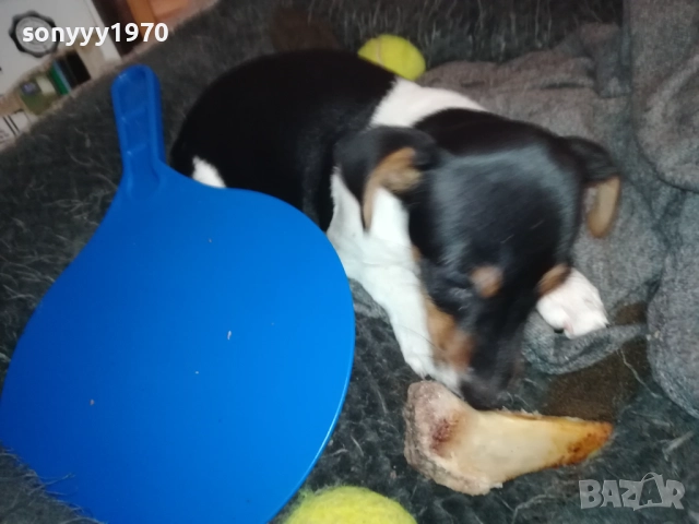 ДЖАК РЪСЕЛ ТЕРИЕР-ЖЕНСКО 0811251601, снимка 11 - Джак ръсел териер - 52343205