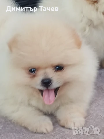Момиче померан на 90 дни. , снимка 1