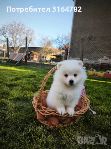 Померан Померанчета 