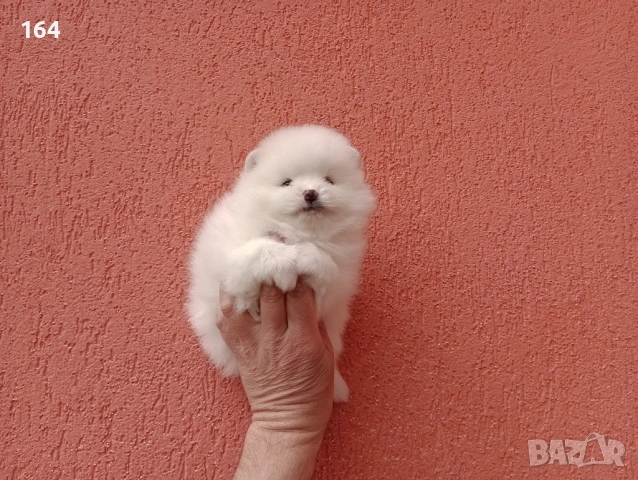 Бели Померани. , снимка 4 - Мъжки - 54133601