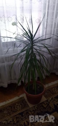 Палма , снимка 8 - Стайни растения - 46008115