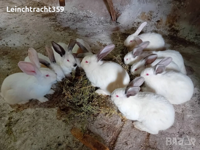 Калифорнийски и новозеландски зайци цика, снимка 11 - Други - 53652104