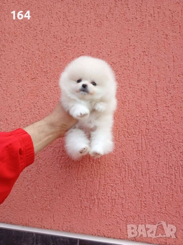 Женски бял мини Померан. Реални снимки от 09.04.26 г. 
