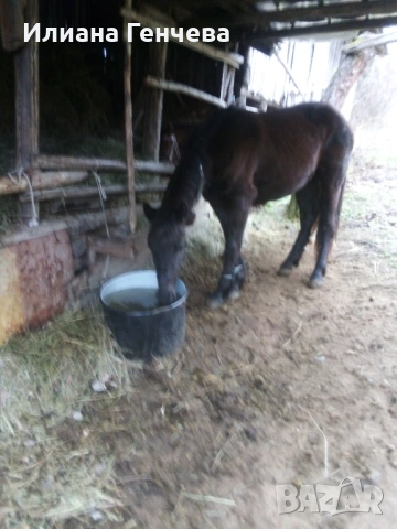 Много са кротки... , снимка 2 - Коне - 53935611