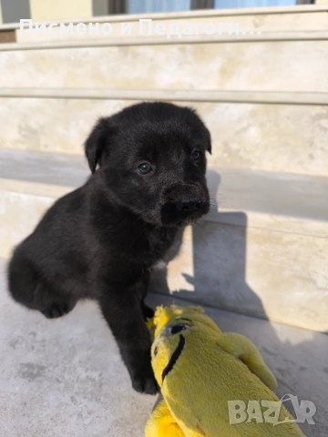 Подаряват се кученца , снимка 5 - Други - 53709434