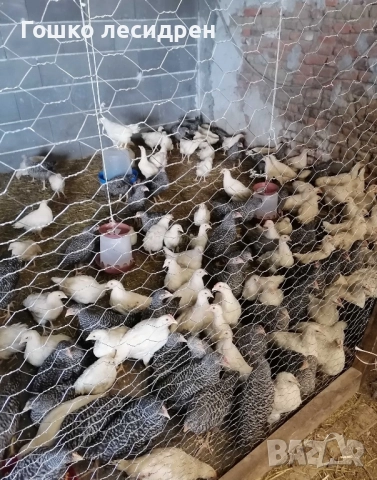 Продавам бройлери