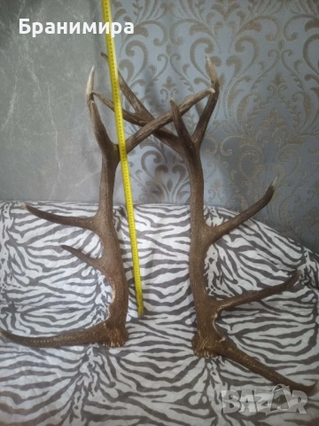 Еленски рога за декорация на вашия битов кът