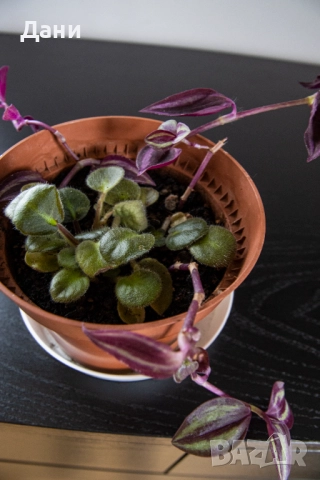 🌸 Африканска теменужка с розов цвят + Традесканция Зебрина – 2 растения в 1 саксия 🌿, снимка 6 - Стайни растения - 52060798
