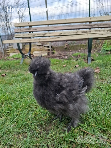 Американски копринки пилета , снимка 4 - Кокошки и пуйки - 52953978