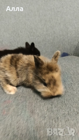 Декоративни зайчета , снимка 2 - Декоративни зайчета - 53892443