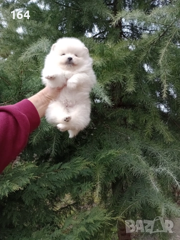 Женски бял Померан. Реални снимки от 28.02.26 г. , снимка 8 - Померан - 53598305