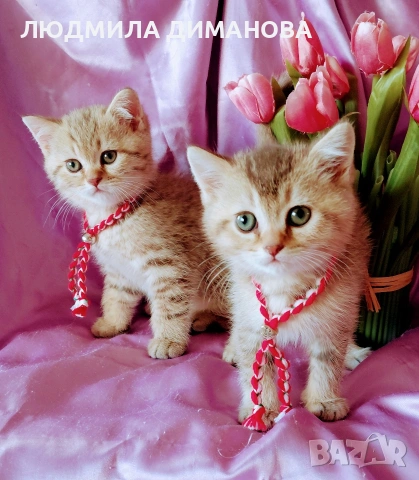 Шотландски мъжки златни чинчили. , снимка 6 - Британска късокосместа - 53619769