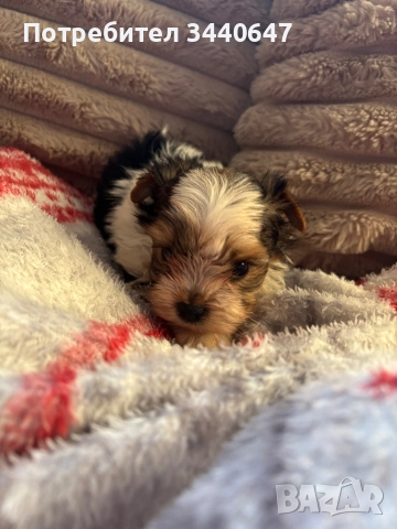Мъжко йорки, снимка 5 - Йоркширски териер - 52553604